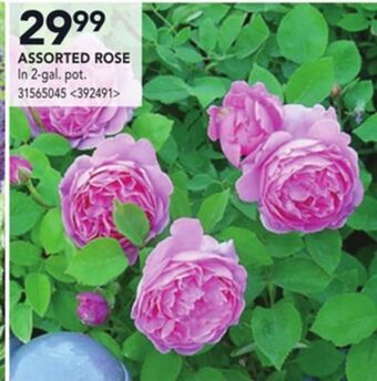 RONA Assorted rose offer