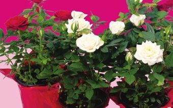 Chalo FreshCo Mini roses 4 pot offer