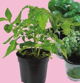 Chalo FreshCo Herbs or vegetables 4 pot offer