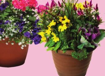 Chalo FreshCo Assorted mixed planters 13 pot offer
