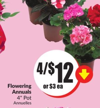 Chalo FreshCo Flowering annuals 4 pot offer