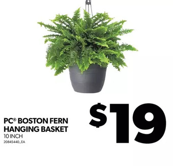 Real Canadian Superstore Pc boston fern hanging basket offer