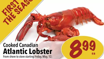 Atlantic lobster
