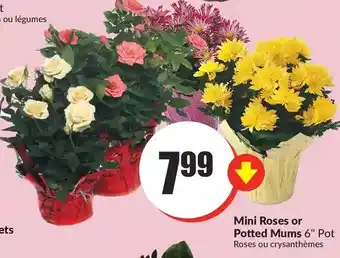 FreshCo Mini roses or potted mums offer