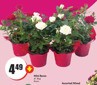 FreshCo Mini roses offer