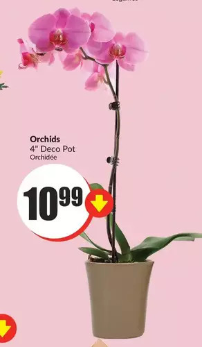 FreshCo Orchids offer