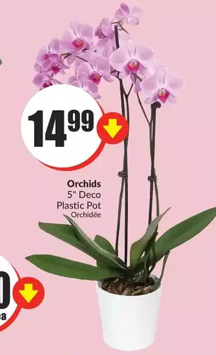FreshCo Orchids offer