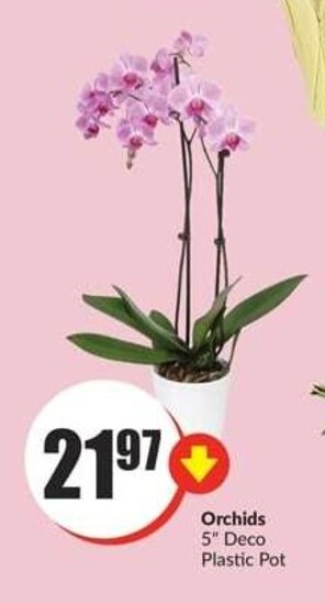 FreshCo Orchids 5" Deco Plastic Pot offer
