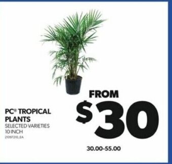 Real Canadian Superstore PC® TROPICAL PLANTS 10 INCH offer