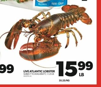 Real Canadian Superstore LIVE ATLANTIC LOBSTER 1-1.25 LB offer