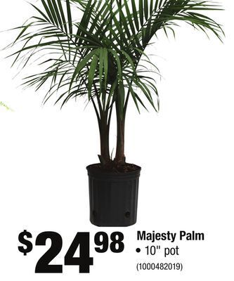 Home Depot Majesty palm offer