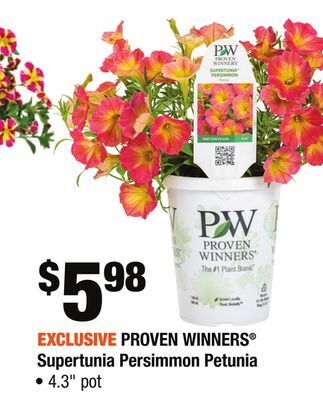 Home Depot Proven winners® supertunia persimmon petunia offer