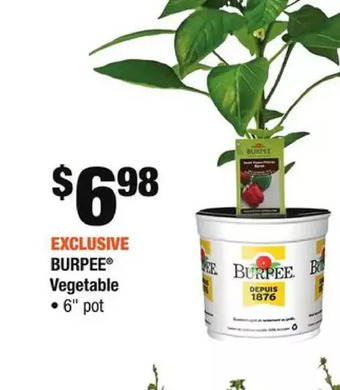 Home Depot Rio dipladenia offer