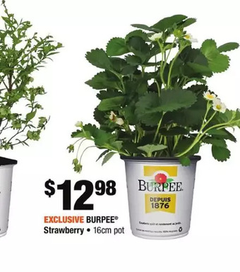 Home Depot Rio planter offer