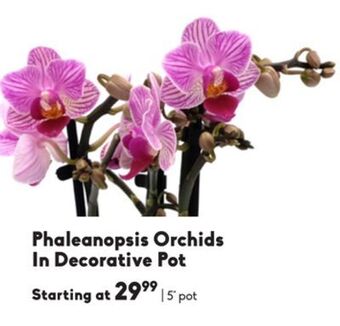 Sheridan Nurseries Phaleanopsis orchids in decorative pot offer