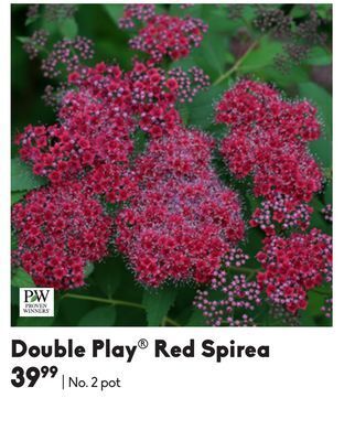 Double play® red spirea