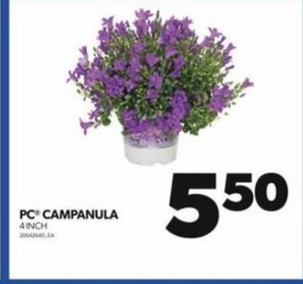 Real Canadian Superstore PC CAMPANULA 4 INCH offer