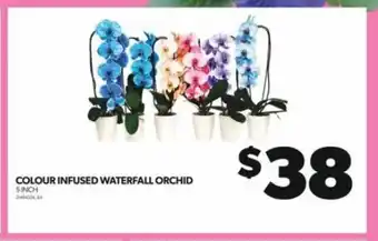 Real Canadian Superstore COLOUR INFUSED WATERFALL ORCHID offer