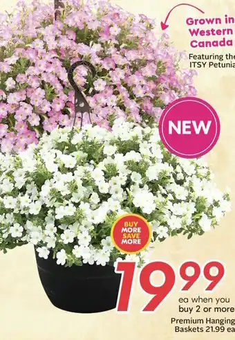 Sobeys Premium Hanging Baskets offer