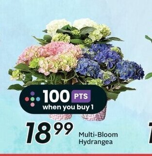 Sobeys Multi-Bloom Hydrangea offer