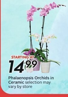 Sobeys Phalaenopsis Orchids in Ceramic offer