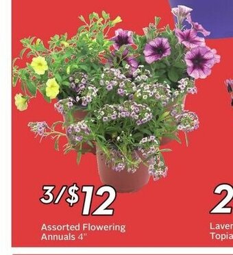 Sobeys Assorted Flowering Annuals 4" offer