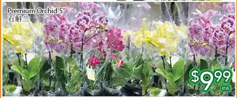 Ample Food Market Premium orchid 5 offer