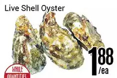 Nations Fresh Foods Live shell oyster offer