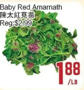 Baby red amarnath