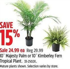 Canadian Tire 10" Majesty Palm or 10" Kimberley Fern Tropical Plant. 33-2502X. offer