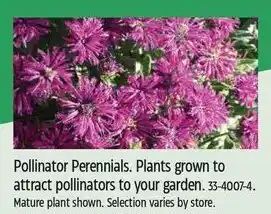 Canadian Tire Pollinator Perennials. Plants grown to attract pollinators to your garden. 33-4007-4. offer