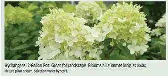 Canadian Tire Hydrangeas, 2-Gallon Pot. Great for landscape. Blooms all summer long. 33-0043X offer
