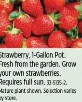 Canadian Tire Strawberry, 1-Gallon Pot. Fresh from the garden. Grow your own strawberries. Requires full sun. 33-5135-2 offer