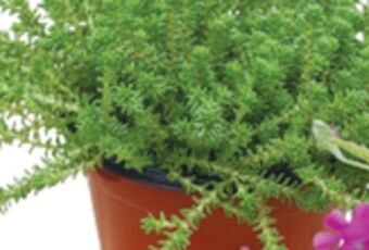 Walmart 4 perennials offer