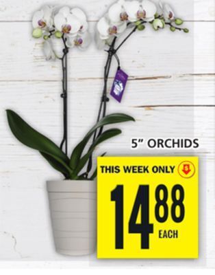 Food Basics 5 orchids offer