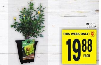 Food Basics Roses offer