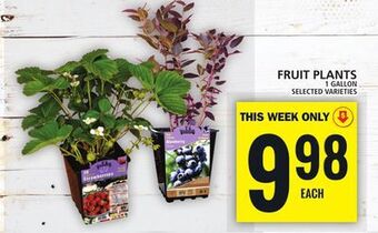 Food Basics Fruit plants offer