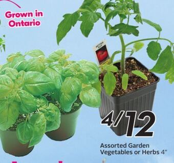 Sobeys Assorted garden vegetables or herbs offer