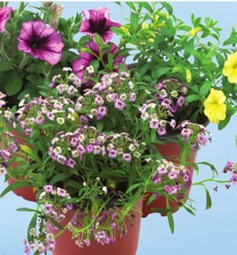 Sobeys Assorted flowering annuals offer