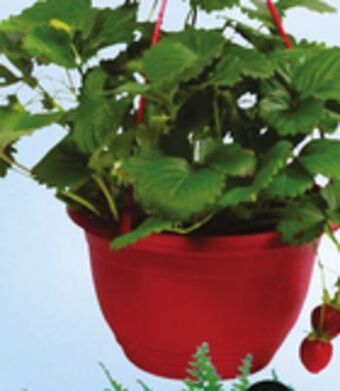 Sobeys Strawberry hanging basket offer