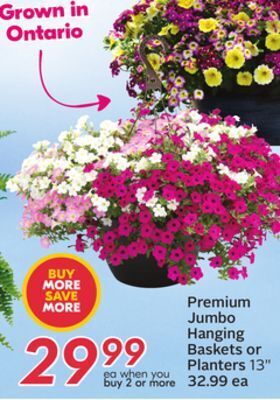 Sobeys Premium jumbo hanging baskets or planters offer