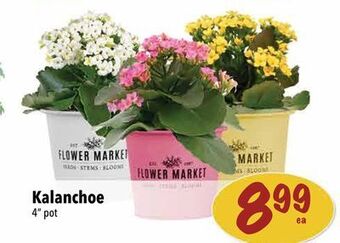 Farm Boy Kalanchoe offer