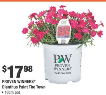 Home Depot Proven winners® dianthus paint the town offer