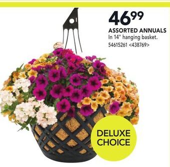 RONA Assorted annuals offer