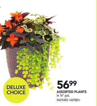 RONA Assorted plants offer