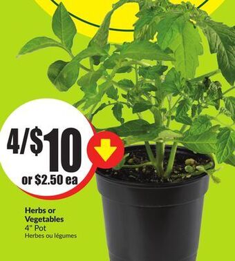Chalo FreshCo Herbs or vegetables 4 pot offer
