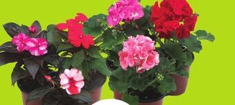 Chalo FreshCo Flowering annuals 4 pot offer