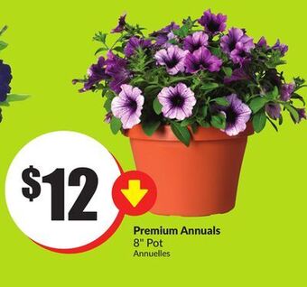 Chalo FreshCo Premium annuals 8 pot offer
