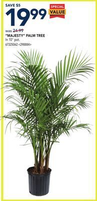 RONA 'majesty' palm tree offer