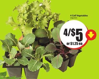 FreshCo 4 cell vegetables offer